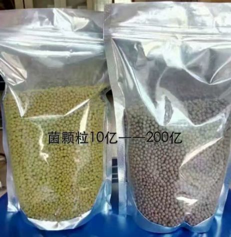 點(diǎn)擊查看詳細(xì)信息<br>標(biāo)題：枯草芽孢桿菌菌劑顆粒 閱讀次數(shù)：3398